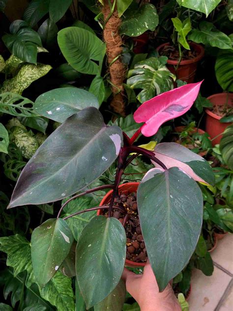 pink princess philodendron cutting